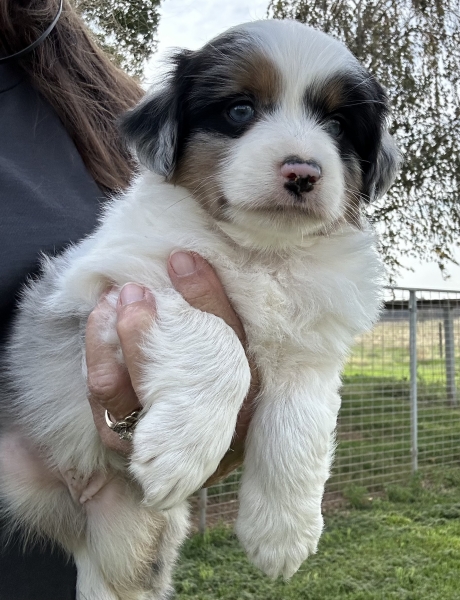 almost 6 weeks old