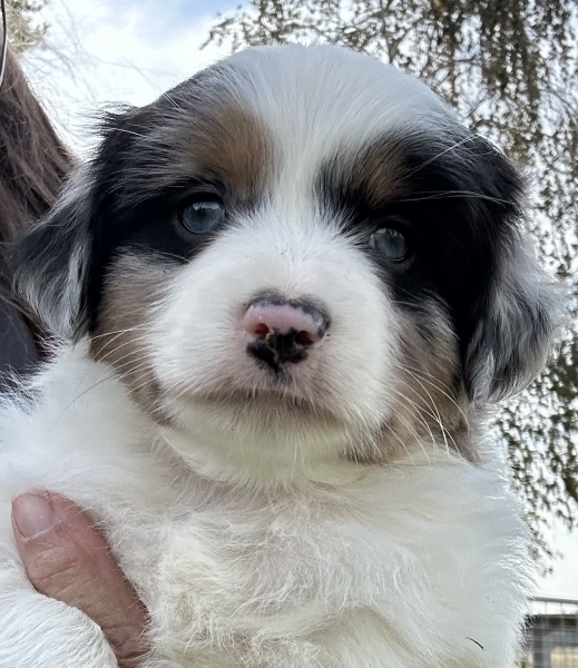 almost 6 weeks old