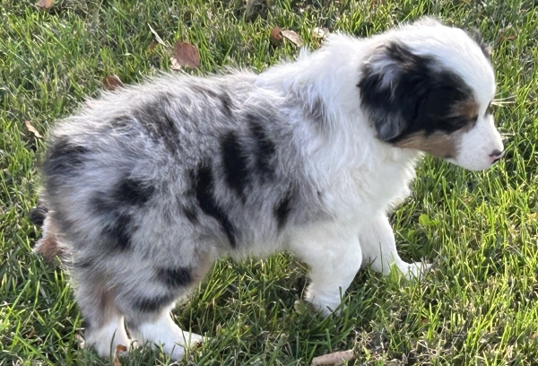 almost 8 weeks old; 6.3 lbs @ 8 weeks