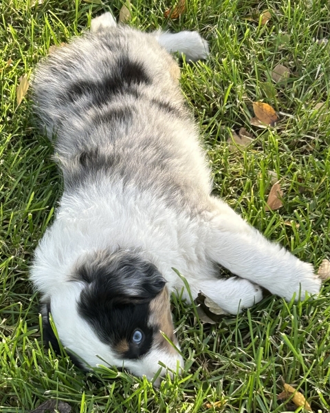 almost 8 weeks old; 6.3 lbs @ 8 weeks