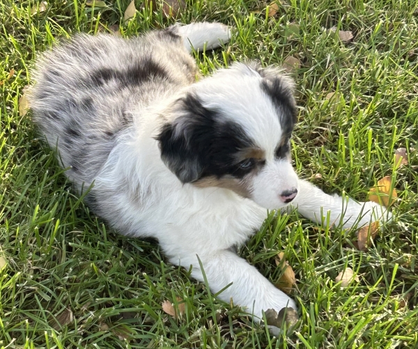 almost 8 weeks old; 6.3 lbs @ 8 weeks