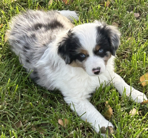 almost 8 weeks old; 6.3 lbs @ 8 weeks