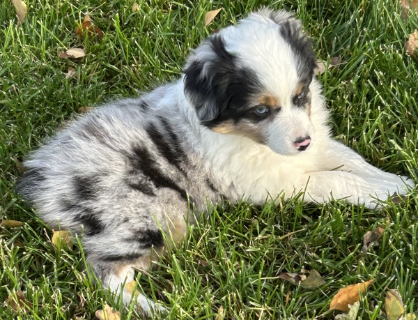 almost 8 weeks old; 6.3 lbs @ 8 weeks