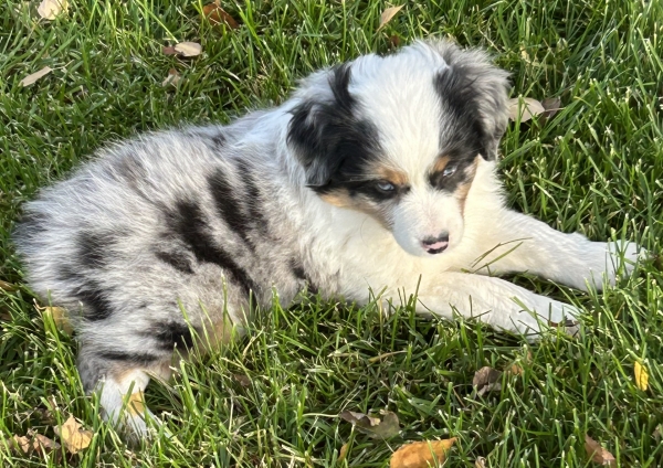 almost 8 weeks old; 6.3 lbs @ 8 weeks