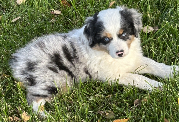 almost 8 weeks old; 6.3 lbs @ 8 weeks