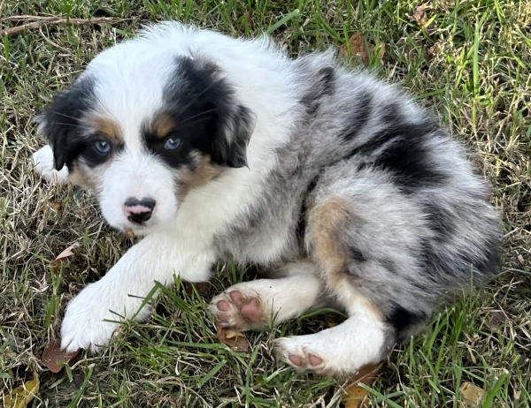 almost 8 weeks old; 6.3 lbs @ 8 weeks