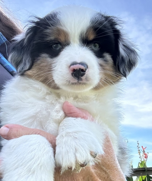 almost 8 weeks old; 6.3 lbs @ 8 weeks