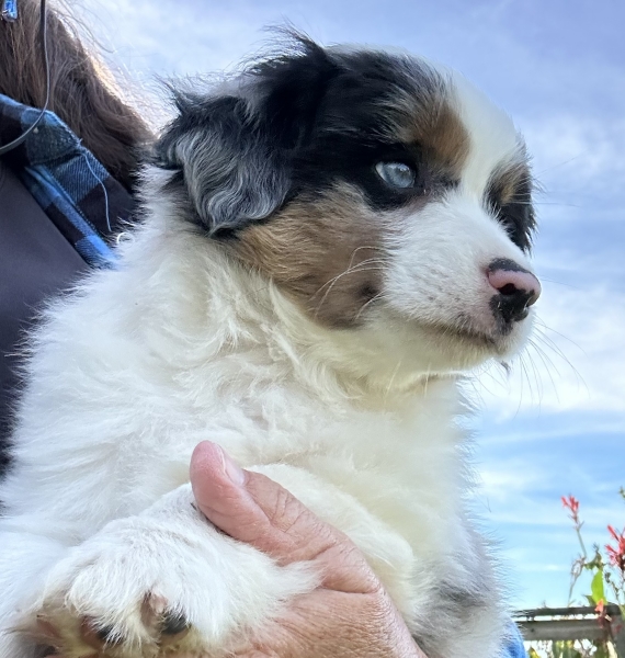 almost 8 weeks old; 6.3 lbs @ 8 weeks