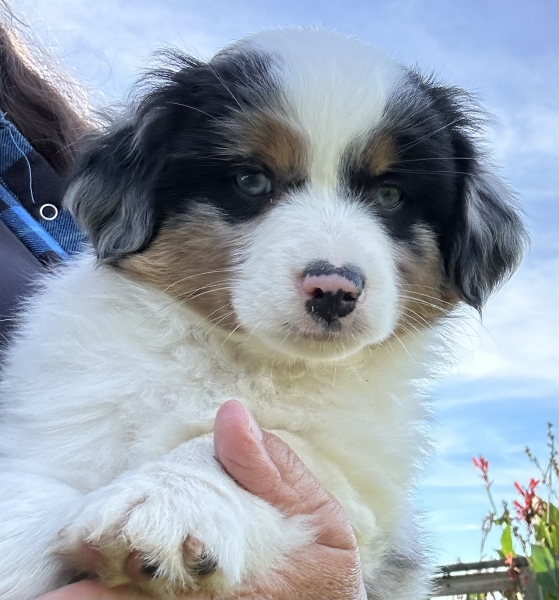 almost 8 weeks old; 6.3 lbs @ 8 weeks