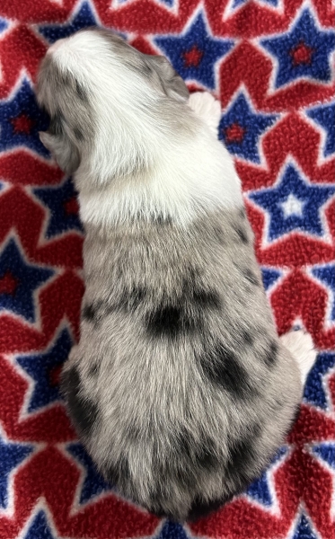 2 weeks old