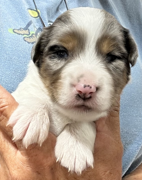 2 weeks old