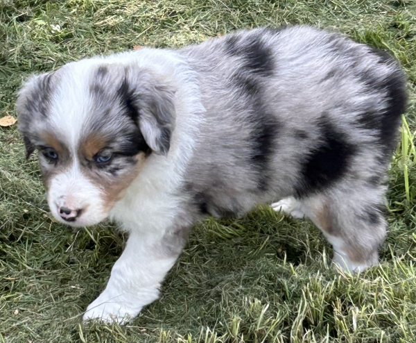 almost 6 weeks old