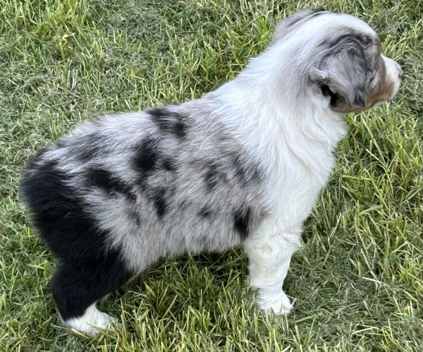 almost 6 weeks old
