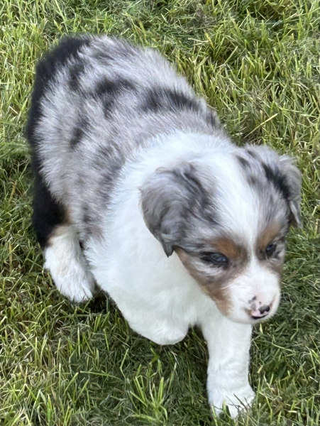 almost 6 weeks old