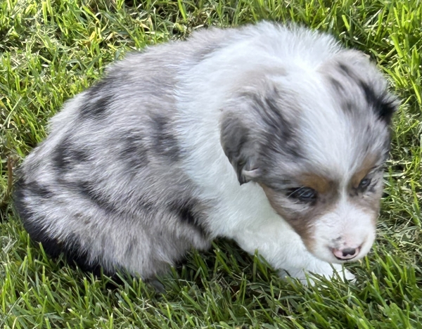almost 6 weeks old