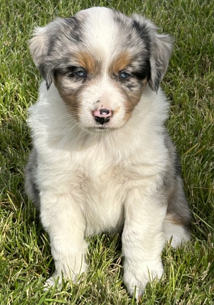 almost 6 weeks old