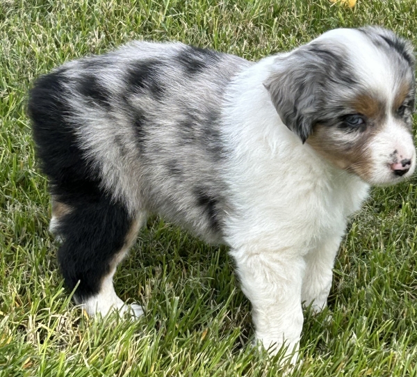 almost 6 weeks old