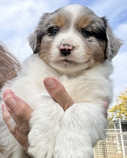 almost 6 weeks old