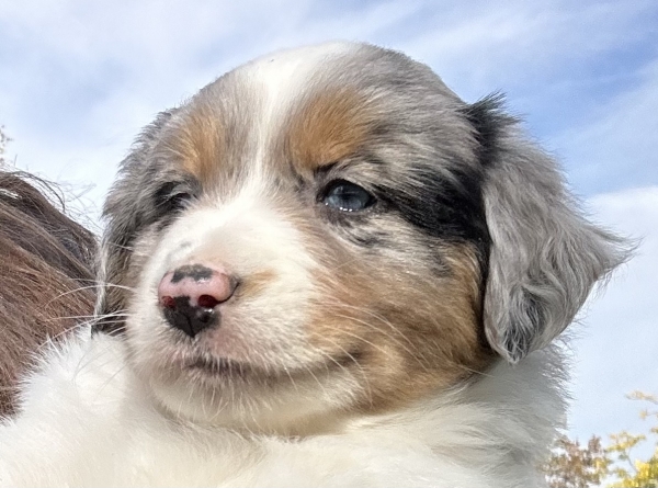 almost 6 weeks old