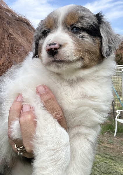 almost 6 weeks old