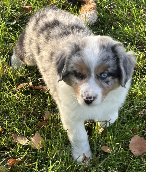 almost 8 weeks old; 7.4 lbs @ 8 weeks