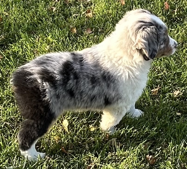 almost 8 weeks old; 7.4 lbs @ 8 weeks