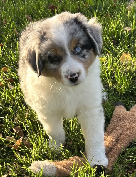 almost 8 weeks old; 7.4 lbs @ 8 weeks