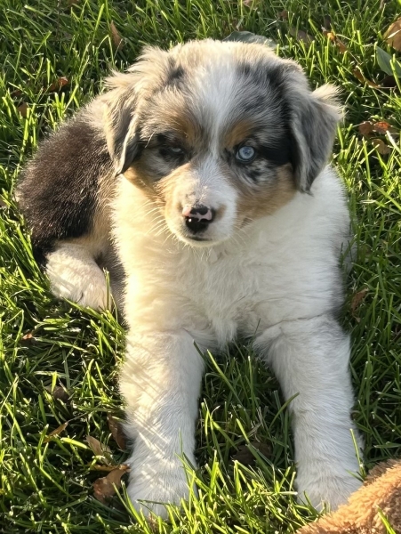 almost 8 weeks old; 7.4 lbs @ 8 weeks