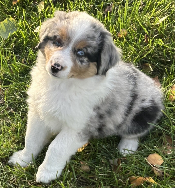 almost 8 weeks old; 7.4 lbs @ 8 weeks