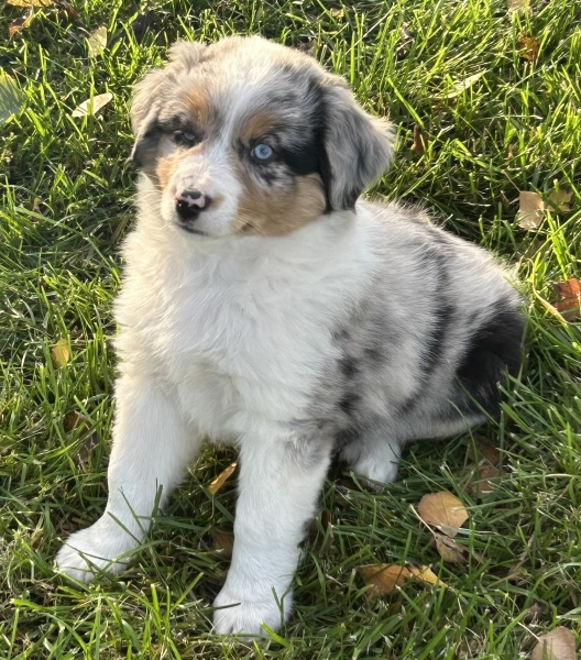 almost 8 weeks old; 7.4 lbs @ 8 weeks