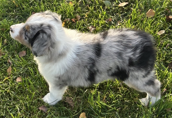 almost 8 weeks old; 7.4 lbs @ 8 weeks