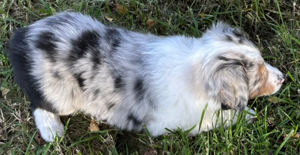 almost 8 weeks old; 7.4 lbs @ 8 weeks