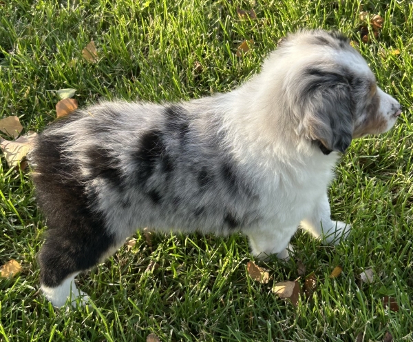 almost 8 weeks old; 7.4 lbs @ 8 weeks