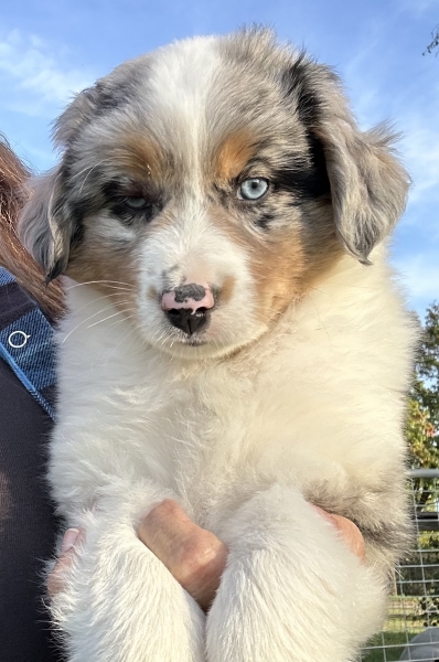 almost 8 weeks old; 7.4 lbs @ 8 weeks