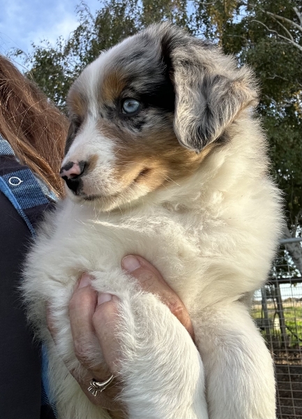 almost 8 weeks old; 7.4 lbs @ 8 weeks