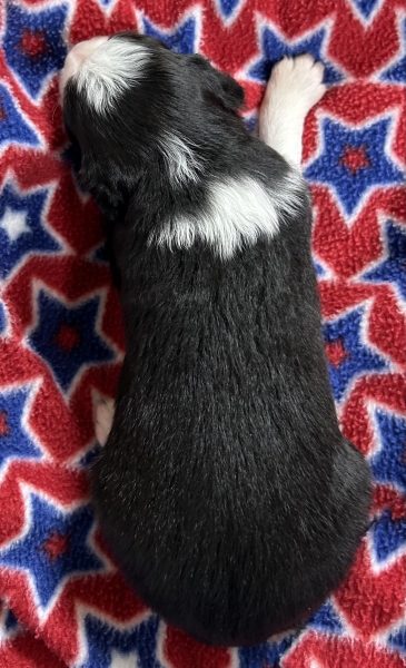 2 weeks old
