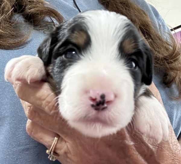 2 weeks old