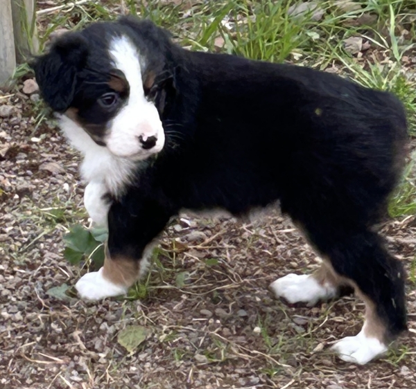 almost 6 weeks old