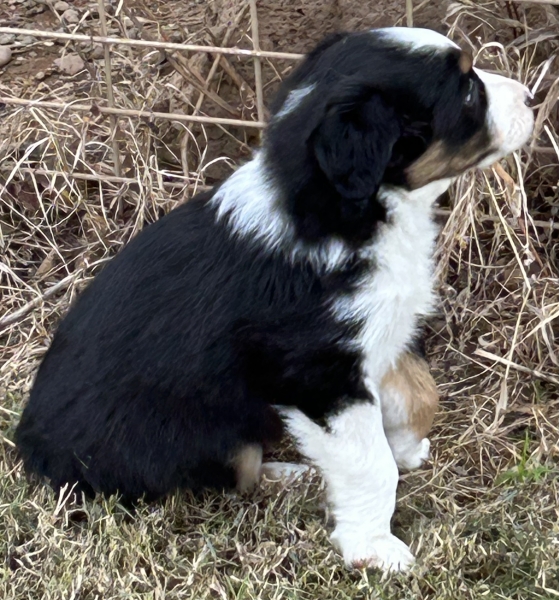 almost 6 weeks old