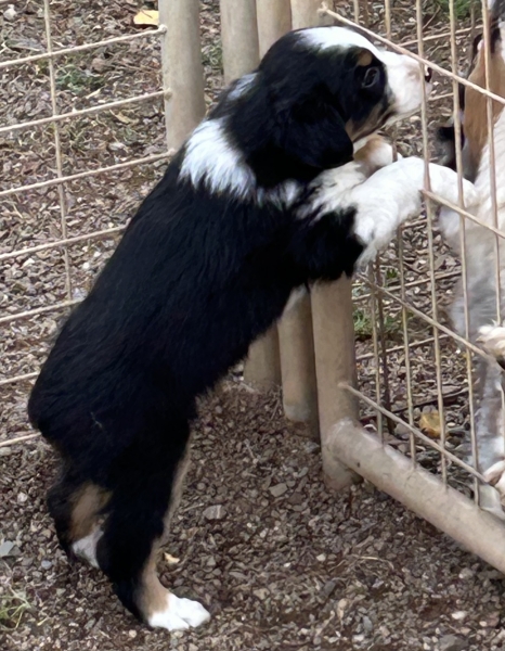 almost 6 weeks old