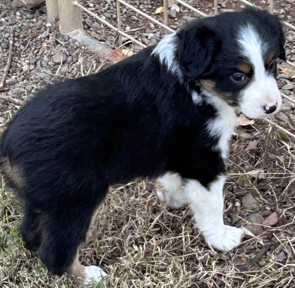 almost 6 weeks old