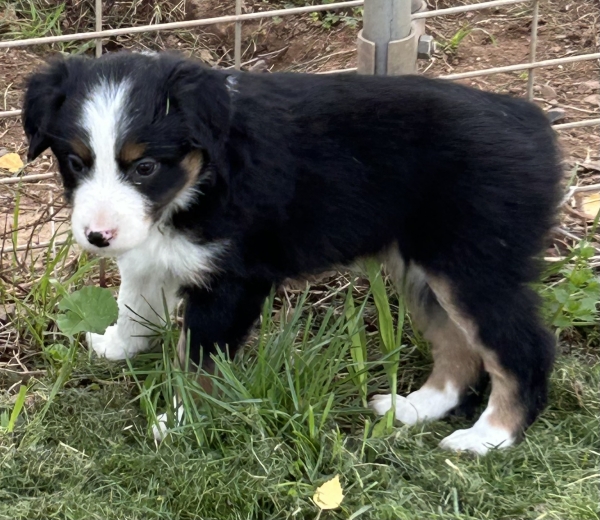 almost 6 weeks old