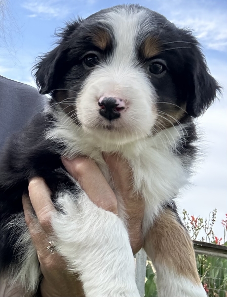 almost 6 weeks old