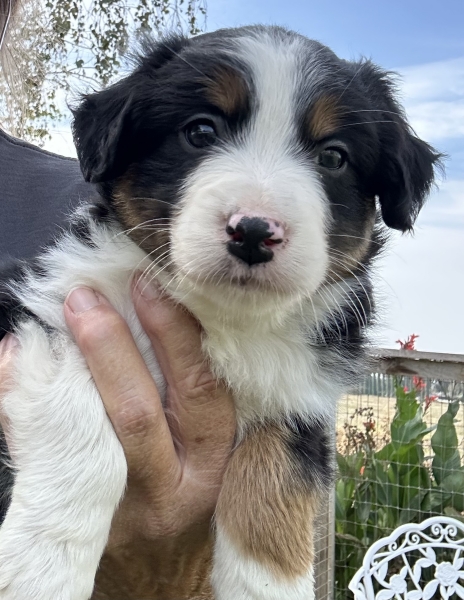 almost 6 weeks old