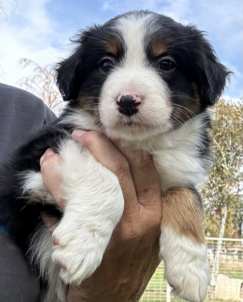 almost 6 weeks old