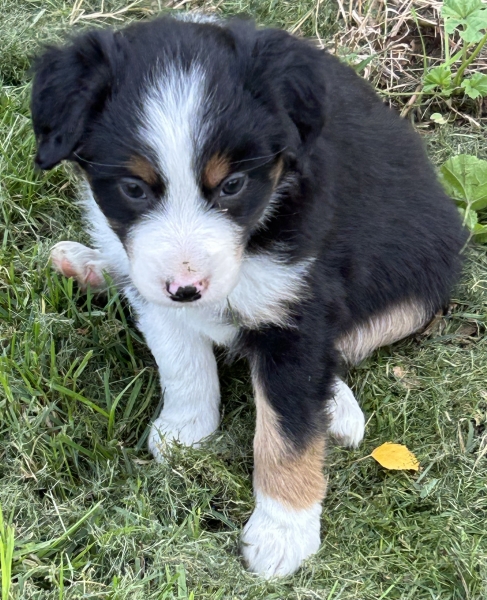 almost 6 weeks old