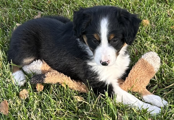 almost 8 weeks old; 7.0 lbs @ 8 weeks