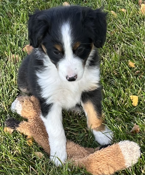 almost 8 weeks old; 7.0 lbs @ 8 weeks