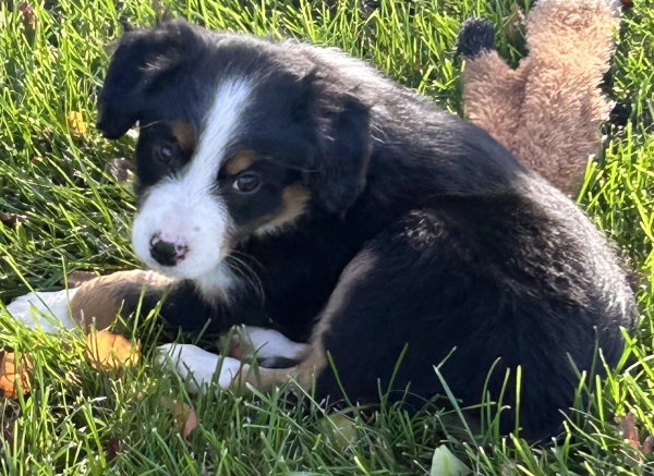 almost 8 weeks old; 7.0 lbs @ 8 weeks