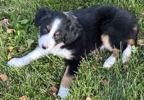 almost 8 weeks old; 7.0 lbs @ 8 weeks